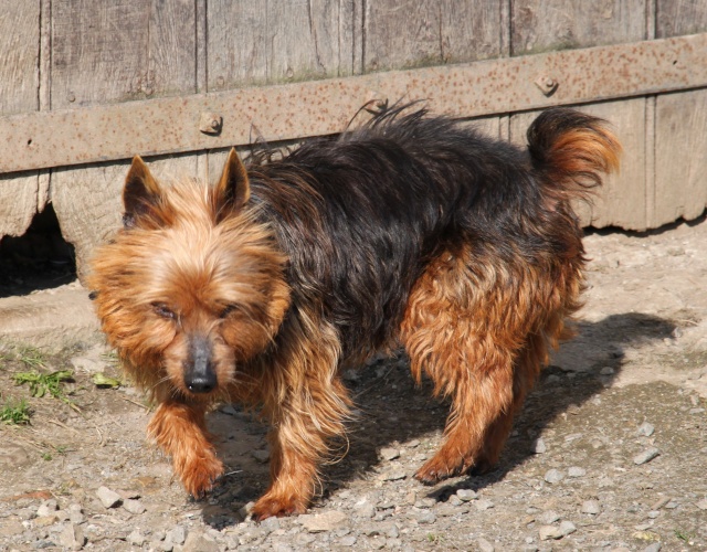 KUMBLE, type silky terrier 6 ans - M Img_0925