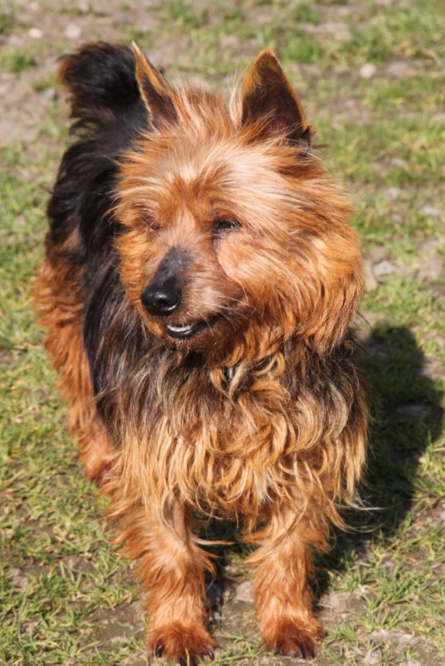 KUMBLE, type silky terrier 6 ans - M Img_0926