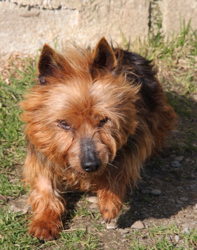 KUMBLE, type silky terrier 6 ans - M Img_0927