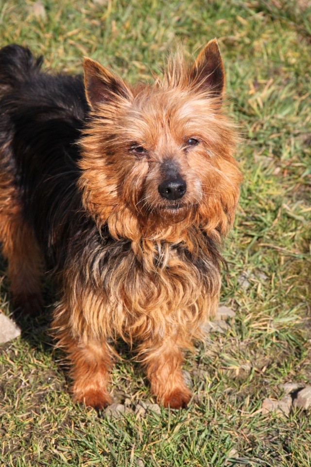 KUMBLE, type silky terrier 6 ans - M Img_0928