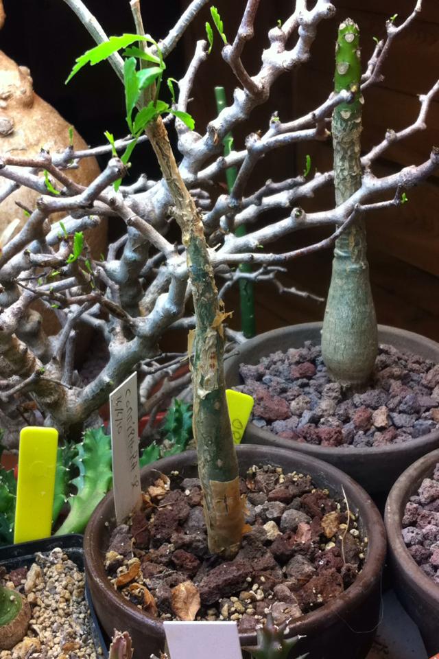 BURSERA FAGAROIDES 12833410