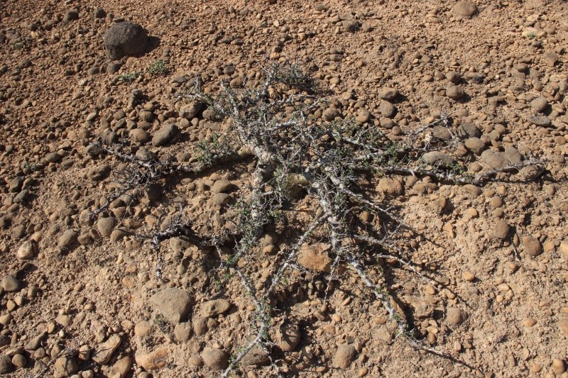 Commiphora Sp. (Oman) Img_3612