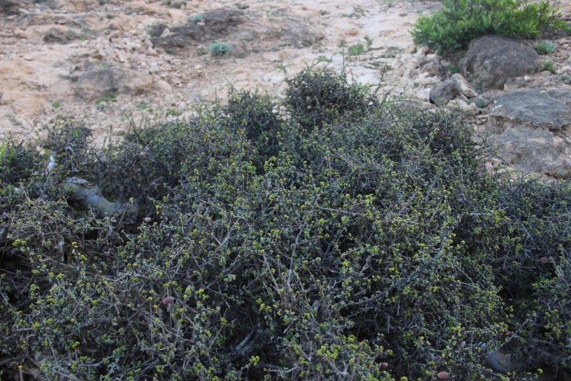 Commiphora Sp. (Oman) Img_4310