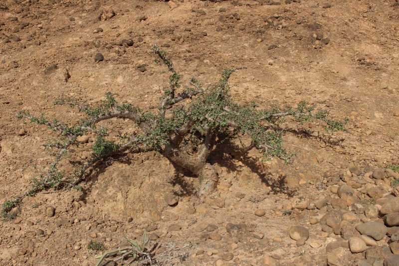 Commiphora Sp. (Oman) Img_4411