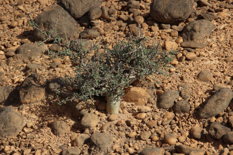 Commiphora Sp. (Oman) Img_4412