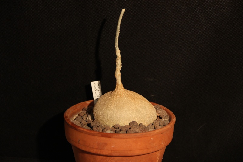 Pyrenacantha malvifolia Img_5426