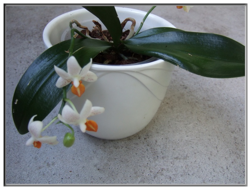 Orchideen 2015 - 2018 Teil 2 - Seite 23 Dscf4110