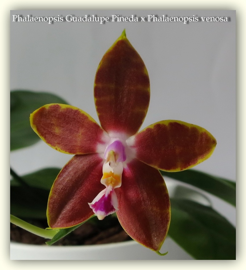 Orchideen 2015 - 2018 Teil 2 - Seite 17 Img_5811