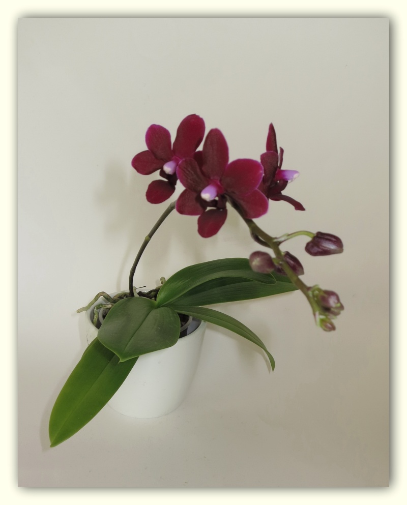 Orchideen 2015 - 2018 Teil 2 - Seite 17 Img_9310