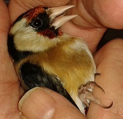 Chardonneret Femelle Ou Male