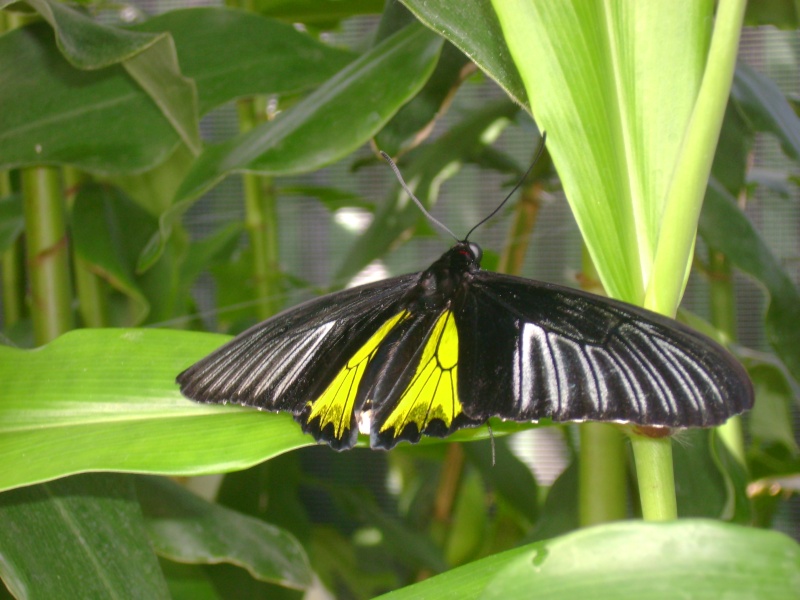 Test Papillons : A L'attentions de : Denis  Dsc00517