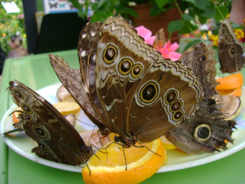 Test Papillons : A L'attentions de : Denis  Dsc00518