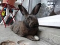 Loki - grand lapin gris [Ani-nounou] Loki3-10