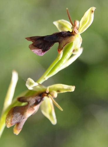 Classer les Ophrys français - Page 3 Orchid14