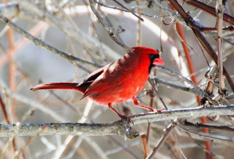 Cardinal rouge Belle_15