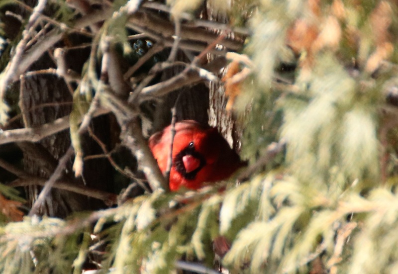 Cardinal femelle Cardin13