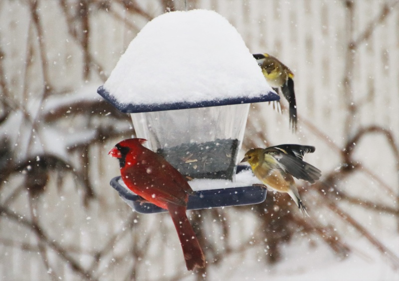 Chardonnerets jaunes et cardinal rouge Chardo10