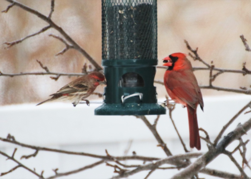 Cardinal rouge mâle et roselin familier mâle Roseli14