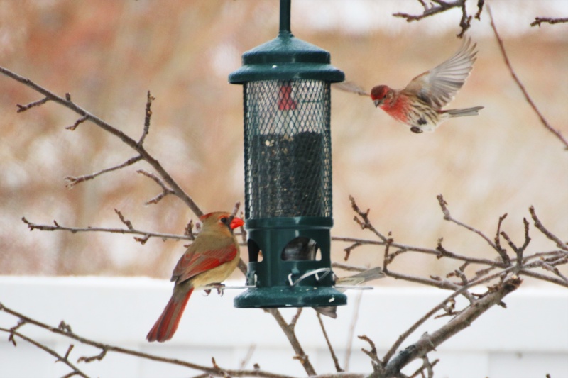 Cardinal rouge mâle et roselin familier mâle Superb27