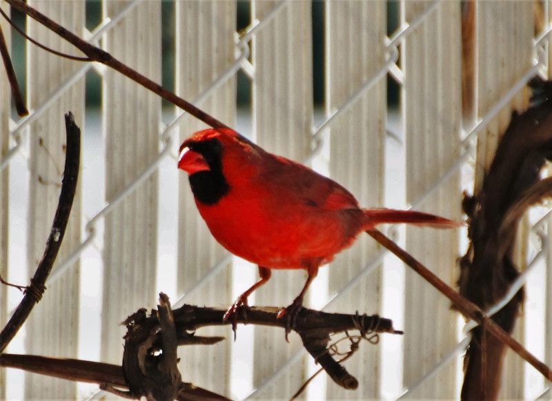 Cardinal rouge Superb36