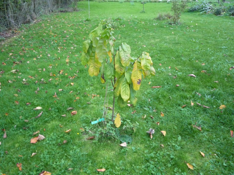 Qui veut cultiver paw paw / Asimina triloba (asiminier)? - Page 4 P1020210