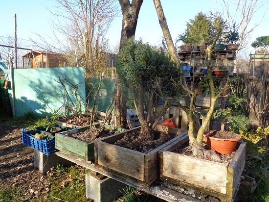 Qu'avez-vous fait au jardin aujourd'hui ? (Partie 1 - 10 septembre 2013 au 6 octobre 2016) - Page 33 Dsc01842