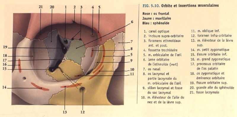 Apophyse Orbitaire du palatin/ Planum Cavity10