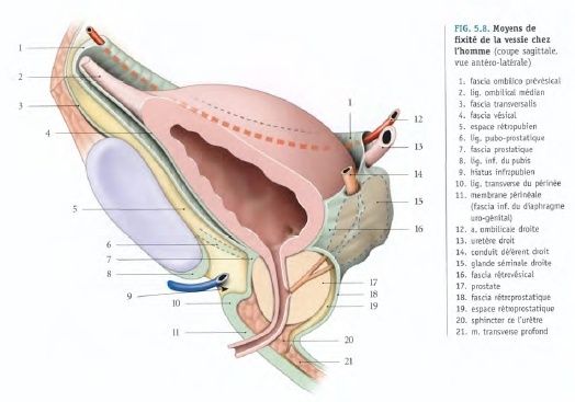 Fascia ombilico-prévésical Fascia10