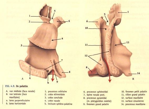 Apophyse Orbitaire du palatin/ Planum Palati10