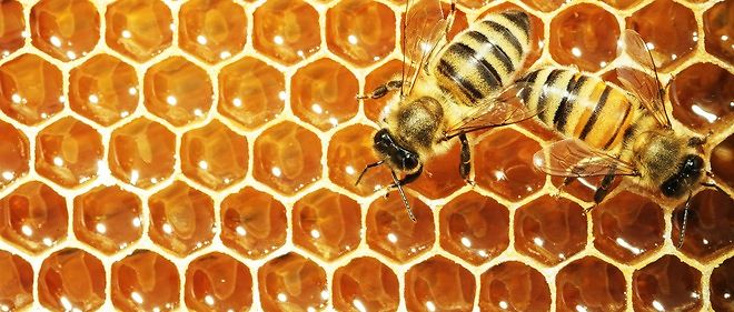 insecticides tueurs d'abeilles  Articl10