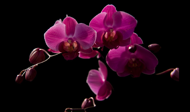 Les fleurs  Orchid10