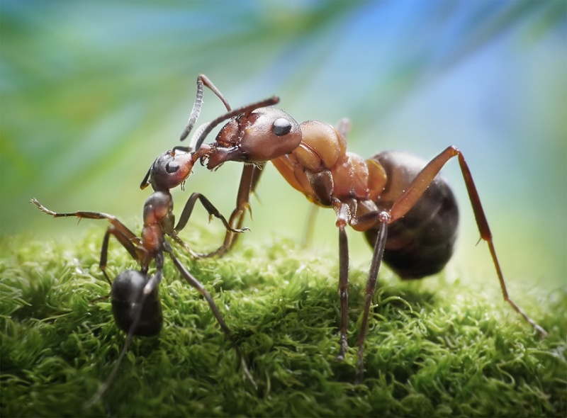 Ant, la fourmi Pictur10