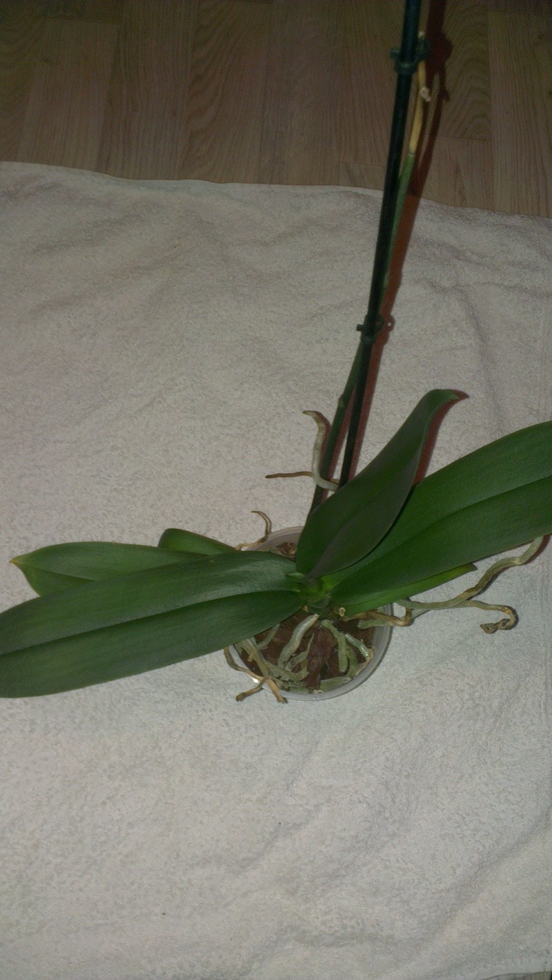 Phalaenopsis ein Jahr ohne Blüherfolg Imag1614
