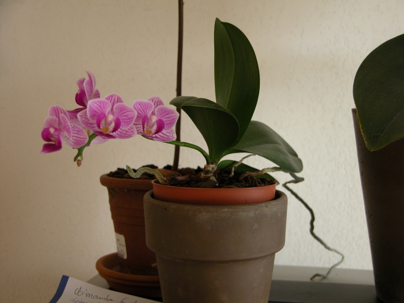Quelle variete d'orchidée? Dscn2013