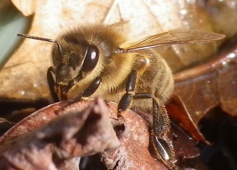 Photos diverses d'abeilles Captur12