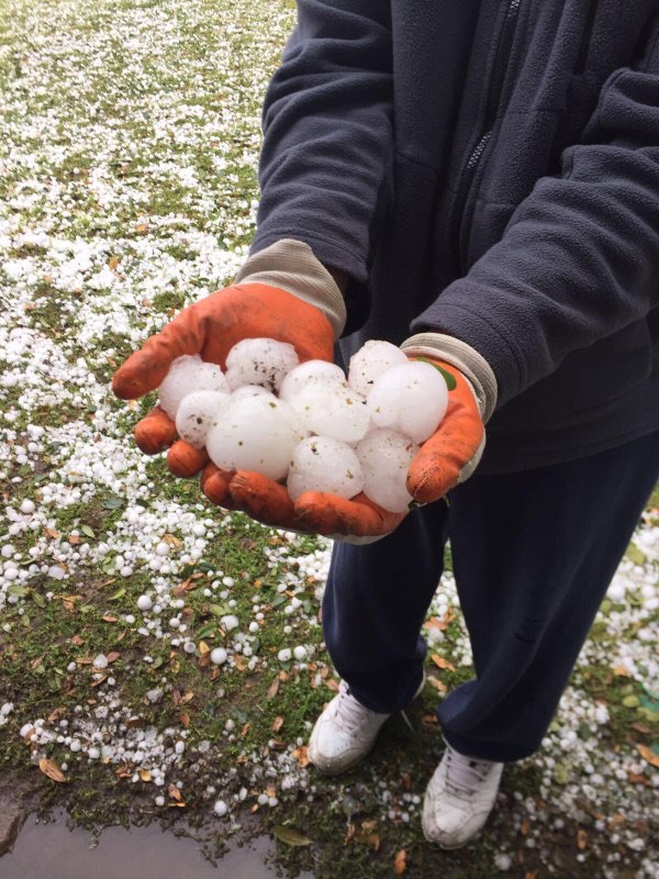 Hail storm kills birds Image29