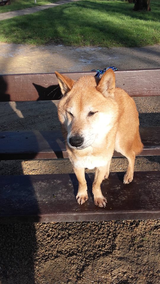 Hokko Shiba Inu 8 ans ASSO44 ADOPTE Hokko110