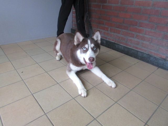 Leyca, Husky chocolat 1 an REFU BELGIQUE ADOPTEE Leyca10