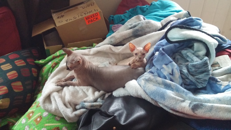 cats - Navi and Eos, tag team hairless cats! 20150910