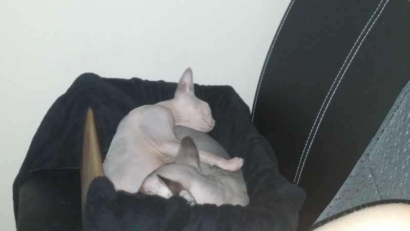 Navi and Eos, tag team hairless cats! 20150912