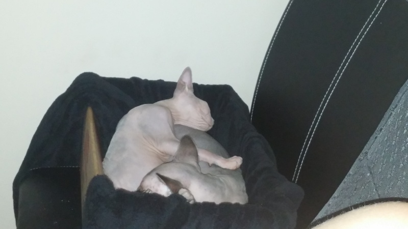 cats - Navi and Eos, tag team hairless cats! 20150912