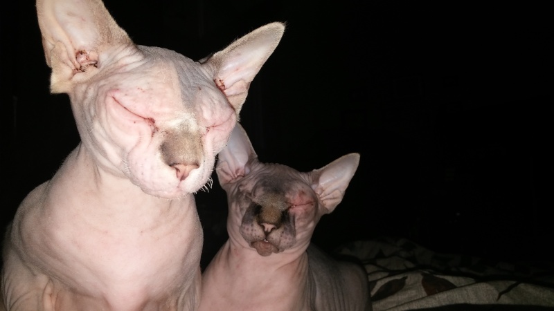 Navi and Eos, tag team hairless cats! 20160310