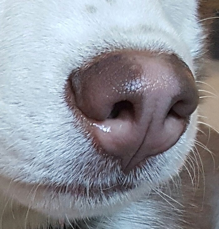 Nose area is red, looks irritated 20160210