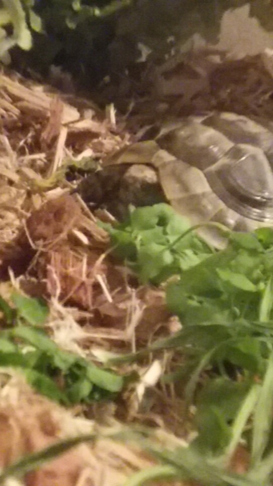 Photo de ma tortue Snapch10