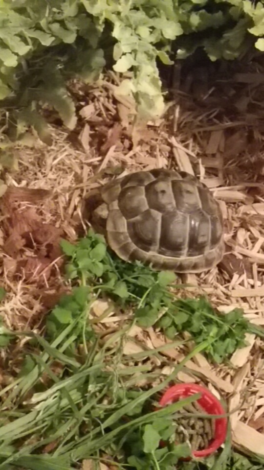 Je crois que ma tortue est malade Snapch13