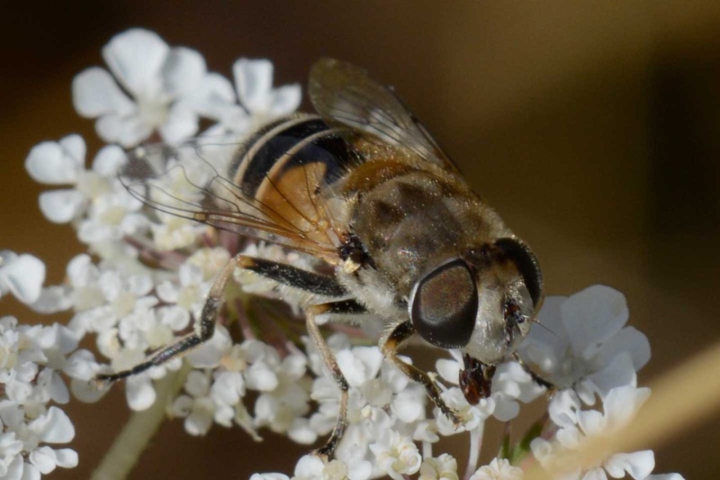 Eristalis arbustorum ? Erista10