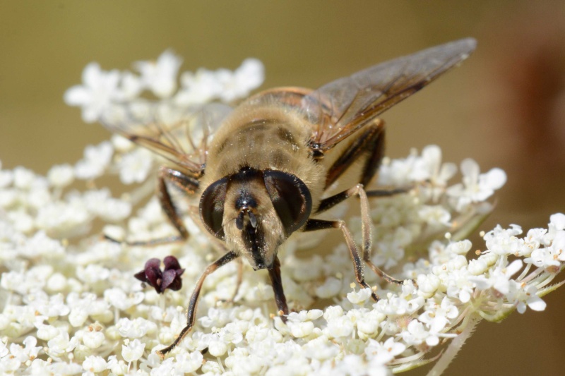 Eristalis tenax Erista14