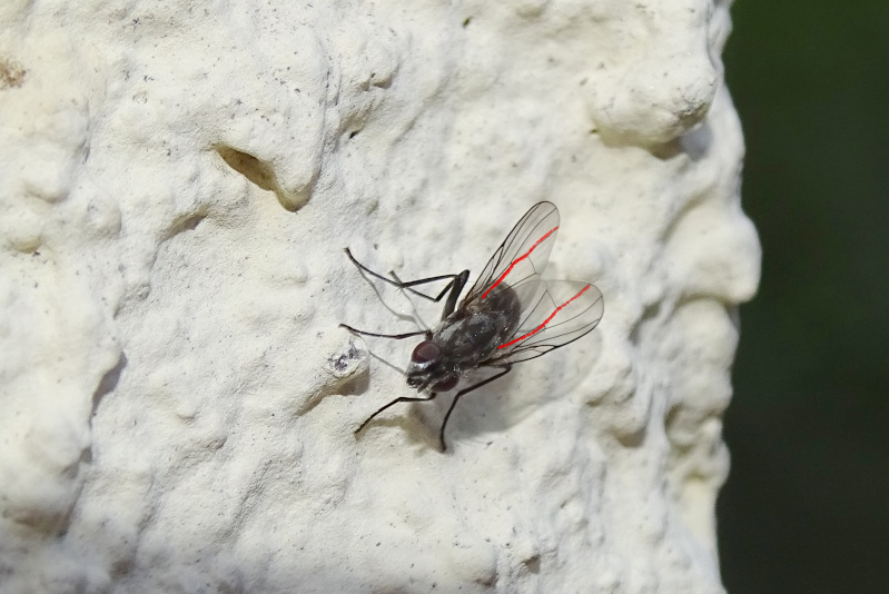 [Muscidae, cf. Limnophora sp.] Une petite mouche Dsc09910