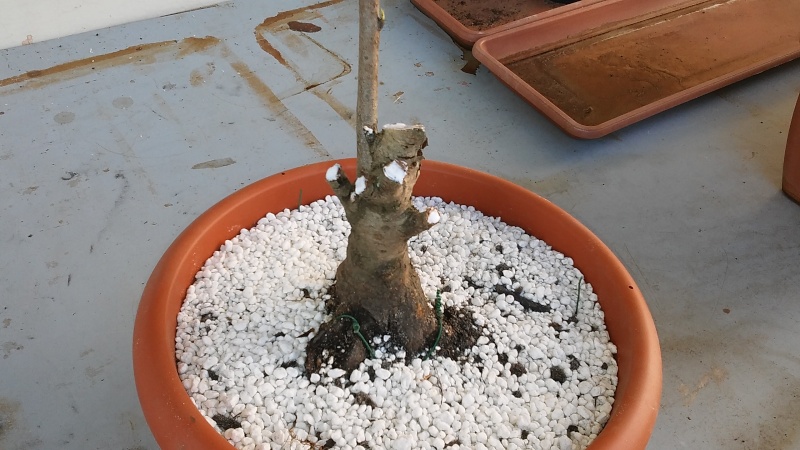 Prebonsai  pesco  20160342