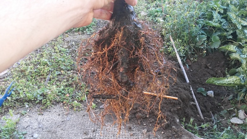 Prebonsai pesco 20160343